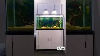 3ft Community Fish Tank #aquarium #beautiful #fish #communityfishtank #communityfish #diylight #diy