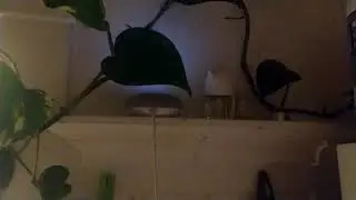 Google home using variable name instead of variable value