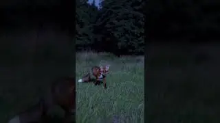 A Red Fox on its Secret Nightly Path | Animated Scene