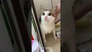 Quiet and beautiful baby #cat  #catlover #funny #funnyvideos #foryou #fypage #fypツ #funnycat #cats