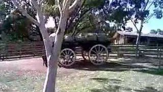 Pony Rides
