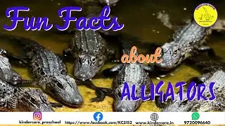 FUN FACTS ABOUT ALLIGATORS!