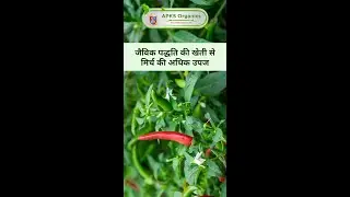[Hindi]Excellent yield in chilly farming.