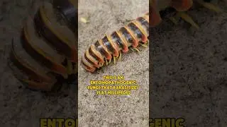 Zombie Millipede! Finding Arthrophaga myriapodina in Central Pennsylvania!