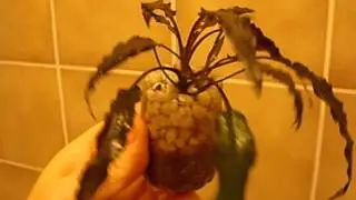 Cryptocoryne beckettii Substrat  JBL  Basis plus
