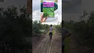 kocide fungicide corteva || pomegranate