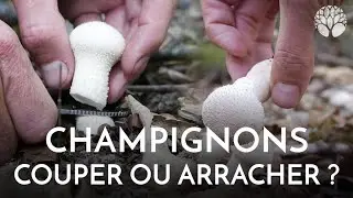 Faut-il couper ou arracher les champignons ?