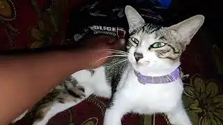 Tega bener yang mukul kaki pandu' #kucingsakit #kucing #hewanpeliharaan 