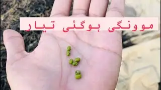The groundnut crop is ripe and ready | daily routine work in pakistan🇵🇰 #farming #village