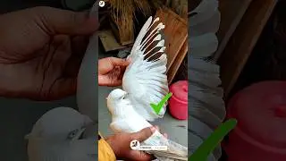 how to pigeon feather cutting short video #short #youtubeshorts  #trending