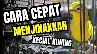 🔴3 Cara Menjinakan Kecial Kuning Hasil Tangkapan Alam Dengan Mudah❤️‍🔥 #birds