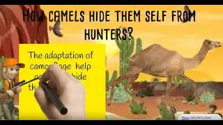 adaptation in camels