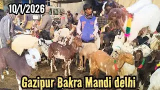 Gazipur Bakra Mandi live update 10/1/2026 delhi 