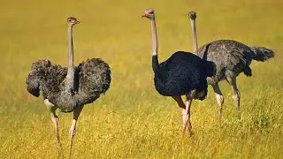 The ostrich is the largest modern bird | Ostrich sound