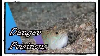 Weever fish sting, poisonous fish