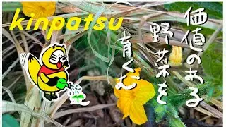 【炭素循環農法】農薬使わない！kinpatsu project！きっかけのお話！