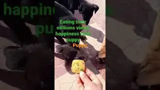 hungry dogs #dogvideos #streetdogs #cutepuppy #indiandogs #viralshorts #millionviews #ytshorts #nilu
