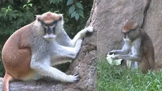 Strange Monkeys You Won't Believe Patas Monkey !