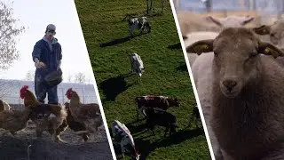 Veeteelt van de toekomst #1 - Nils Mouton (De Zwaluw)