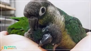 ウロコインコ：チビハル 【ラブラブ！】 Conure: Lovey-dovey!