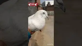 #pigeon #pigeonmemes #funny #shorts #subscribe #giribaazkabutar #attitude #itspigeonlover