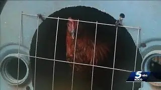Oklahoma bill to lessen punishment for cockfighting stalls after House vote