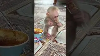Xuka sitting obediently eating cake is so cute #monkeyfamily #monkeysr #babymonkeybobby
