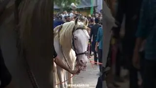 Zuljnah Sirsi Sadat Azadari | Zuljanah #sirsiazadari110 #sirsisadatazadari #hussain #duldul  #sirsi