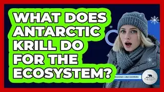 What Does Antarctic Krill Do For The Ecosystem?
