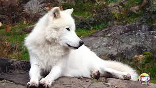 Arctic Animals song