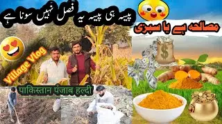 Turmeric crop |Kasuri haldi|Haldi ki kasht