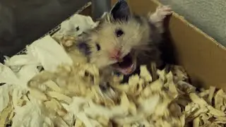 生後２カ月なのに、マゴちゃんが狂ハム病に、、、