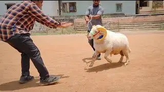Aggressive Sheep 😀❤️ In State level competition 🔥