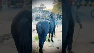 Z Black Horse for sale location, Ajmer Rajasthan 🐎❣️ #horse #ajmer #black