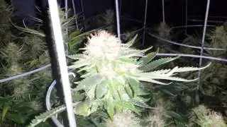 Mars OG Update in 8k flower room.