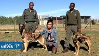 E Cape anti-poaching dogs receive customized bullet proof vests