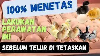 TIPS MEMILIH, MERAWAT DAN  MENYIMPAN TELUR SEBELUM DI TETASKAN