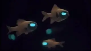 🐟👽 #shorts #fishing #alien