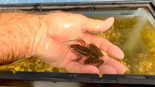 FRED the Leopard Frog