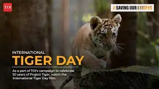 International Tiger Day Film | TOI | English #savingourstripes
