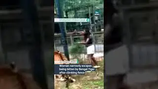 Woman narrowly escapes being bitten by Bengal Tiger after climbing fence #itvnews #news