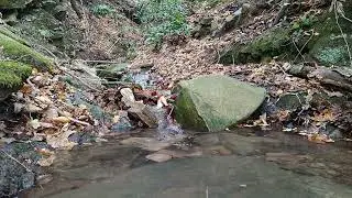 Relaxing Autumn Forest with Gentle Original Stream Sounds 🍁 (No-loop) 