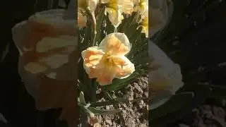 Нарцис Apricot Whirl