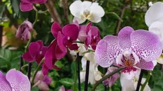 A guide on how to grow orchids #landscape #orchid #plants #garden #beautifulgardens