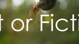 Debunking the Spider Myth  Fact or Fiction  #myths #mythsbusted #mythsvsfacts