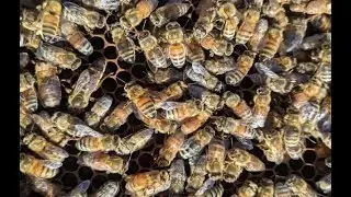 Bee Behavior - Backyard Naturalist Lecture Series