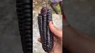 Purple Corn From Peru#food #rare #farming #natureliving #aavarainatureliving #corn
