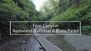 Redwoods Fern Canyon in VR180 3D 8K