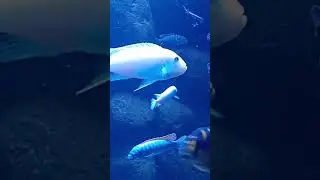 Ein kurzes Fischvideo