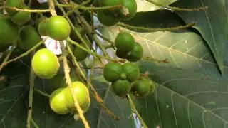 South India Soapnut fruit tree/Sapindus trifoliatus plant.